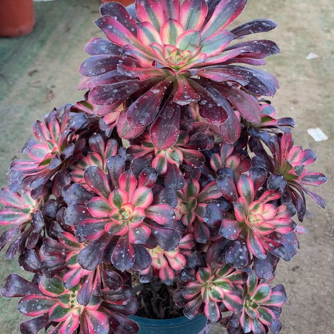 877香奈儿精品法师老桩