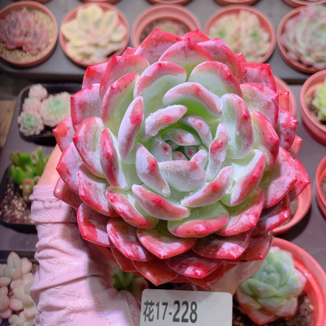 花利美17-228橙梦露