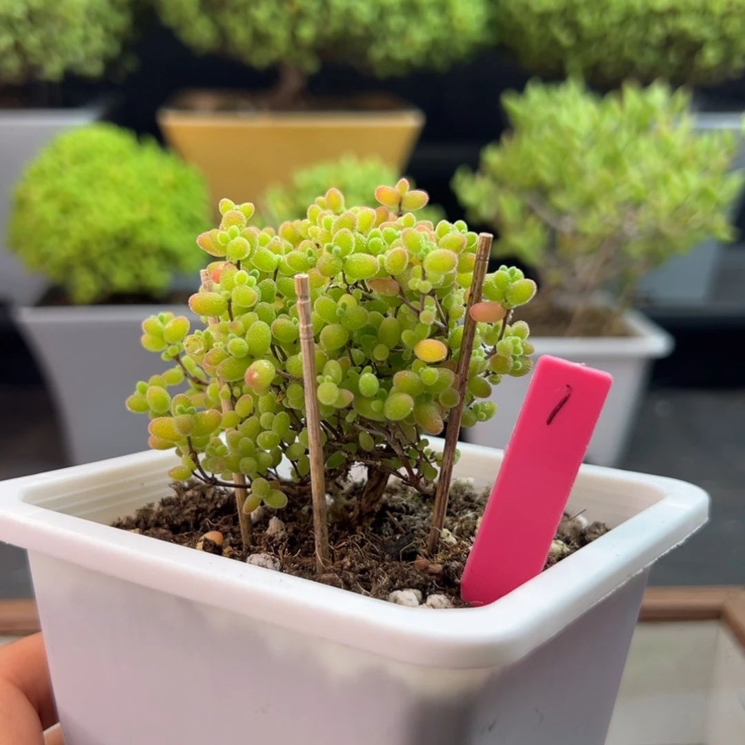 蜜橘糖球1号10cm盆