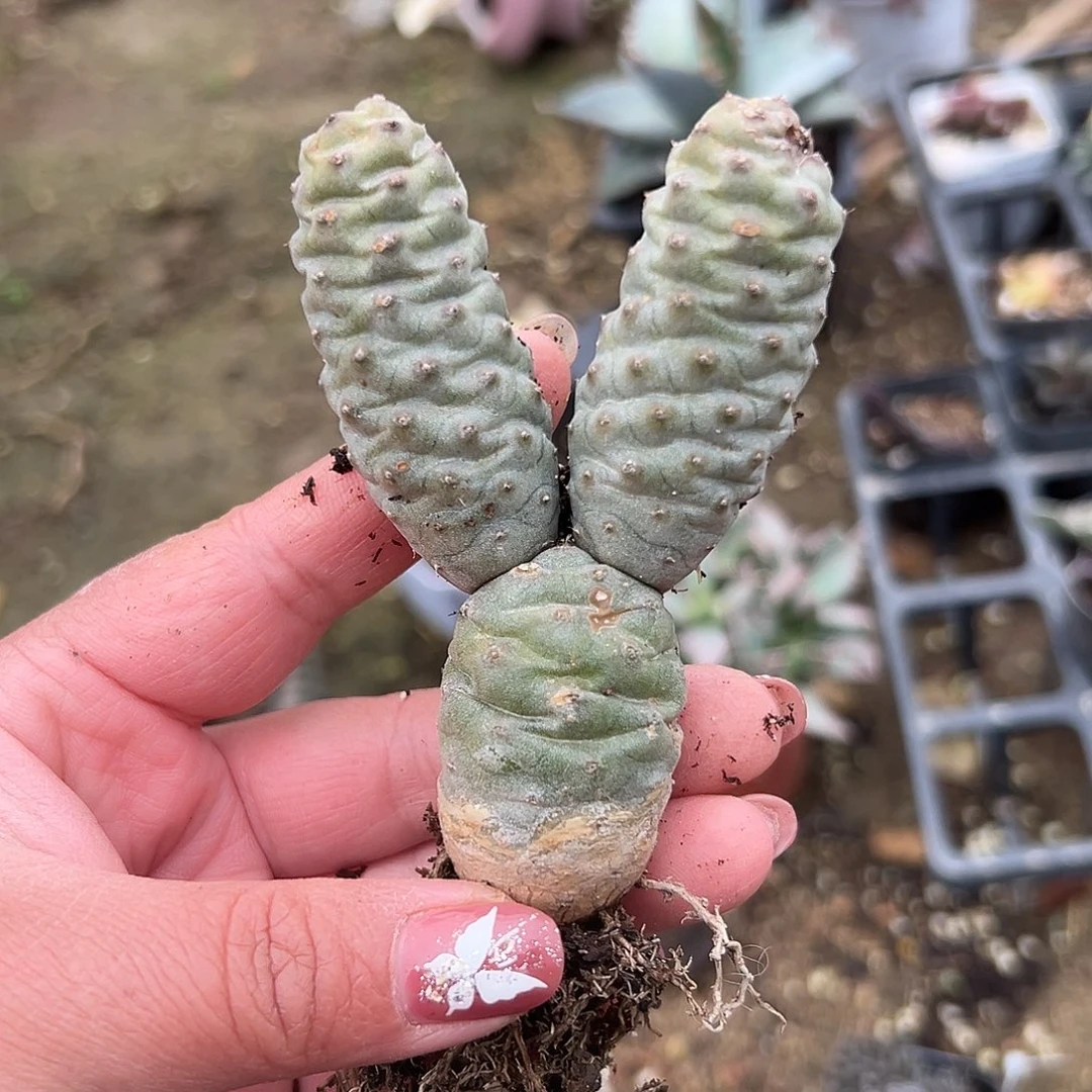 多肉植物松笠团扇