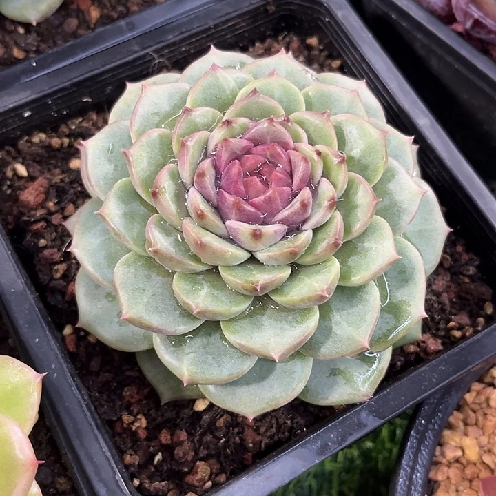 周正单头紫秦水冠服12公分