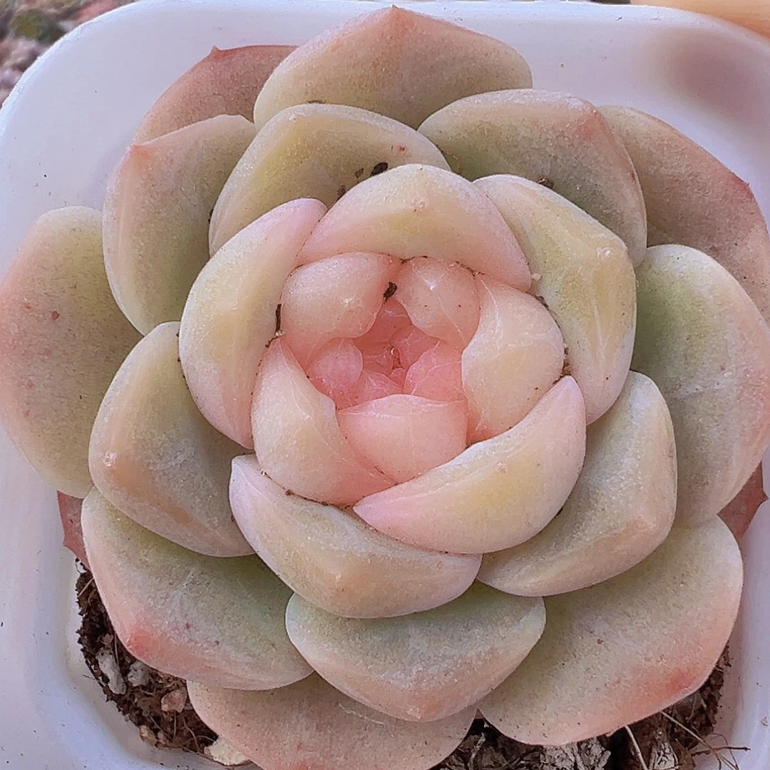 良辰19包邮多肉植物