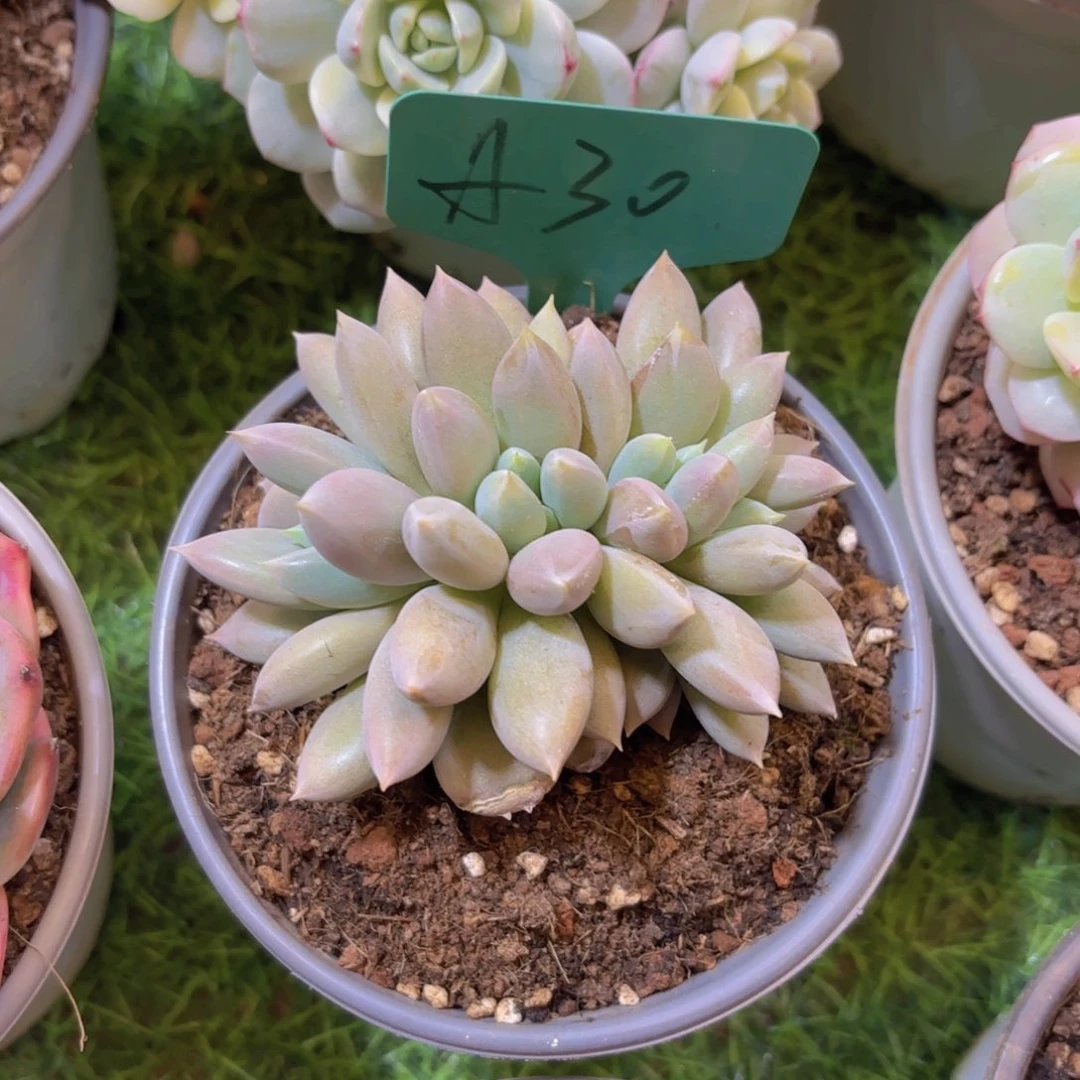 L***B云南金致家精品多肉