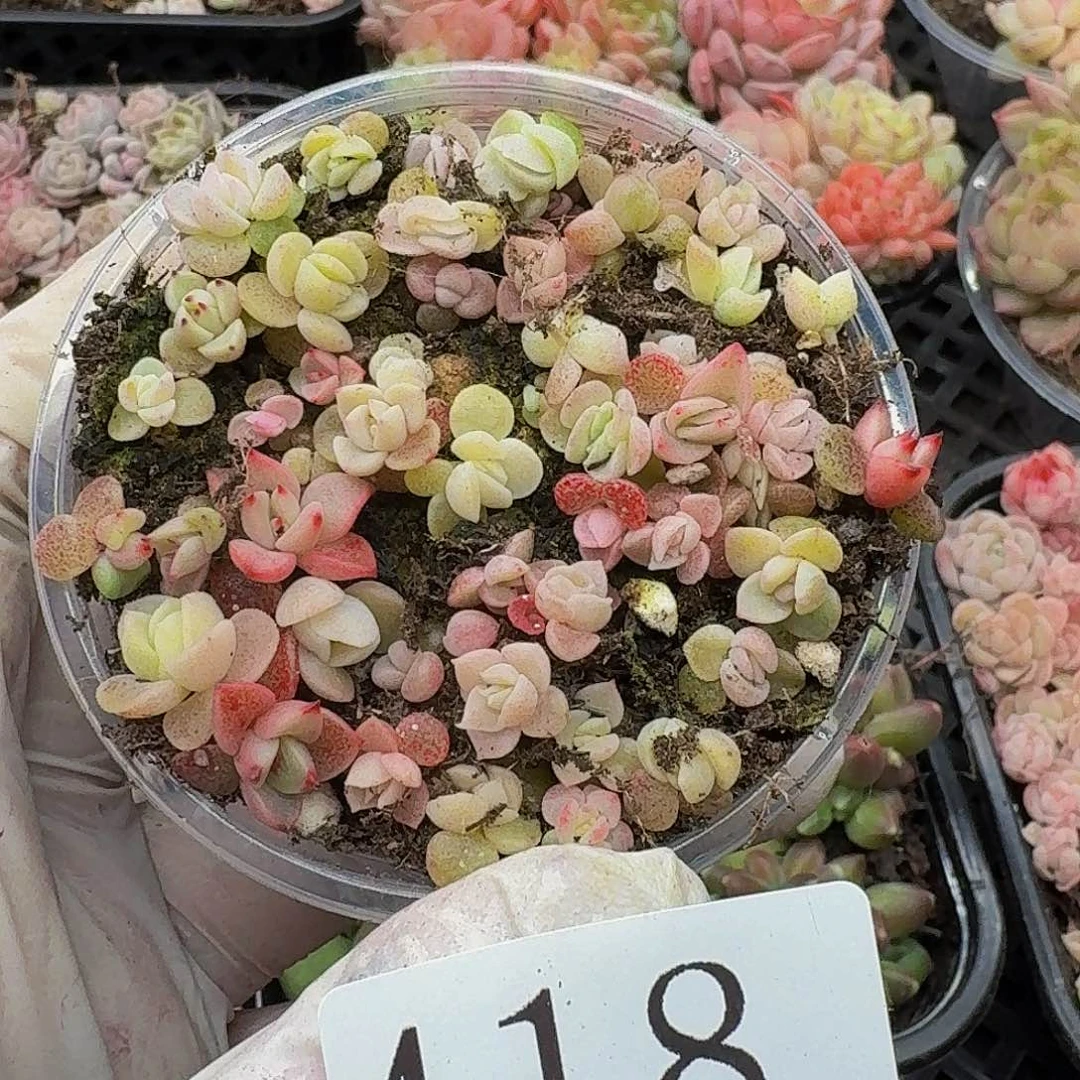 多肉植物多肉植物418