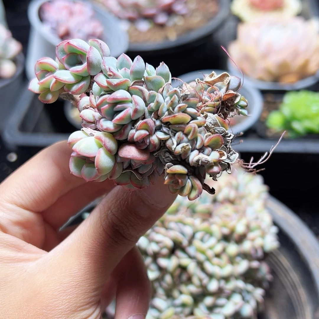 泡芙缀1号不售后