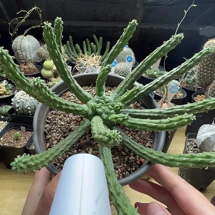 实生九头龙一棵仙人球