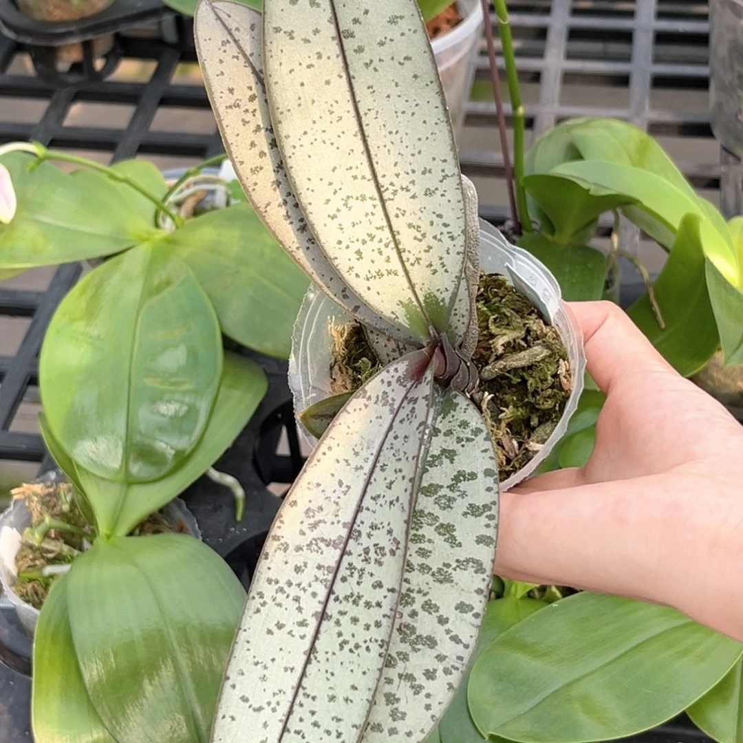 无花朵2.5寸晶钻银叶精选株苗