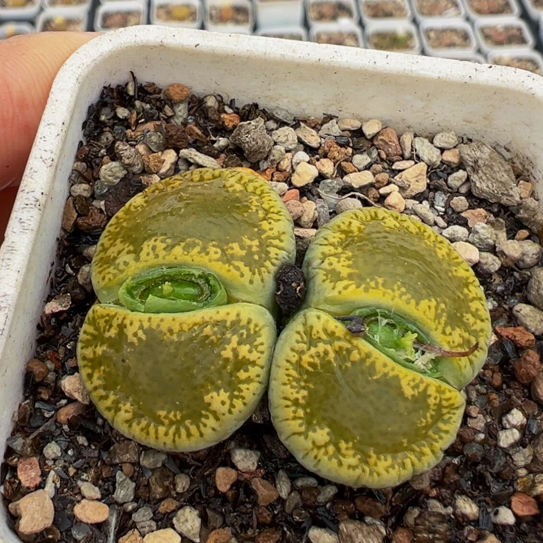 绿宝石多肉植物百科