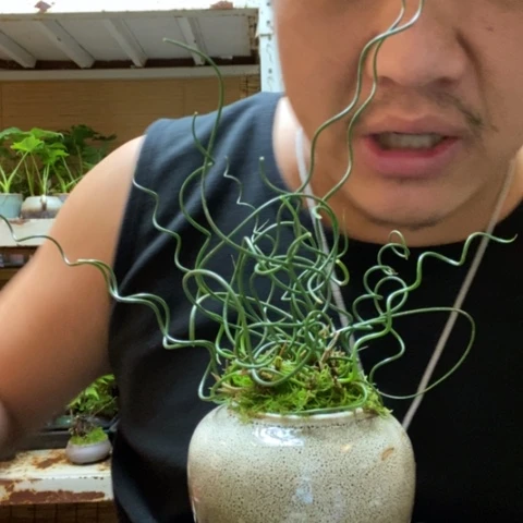 红陶一物一拍所见即所得205