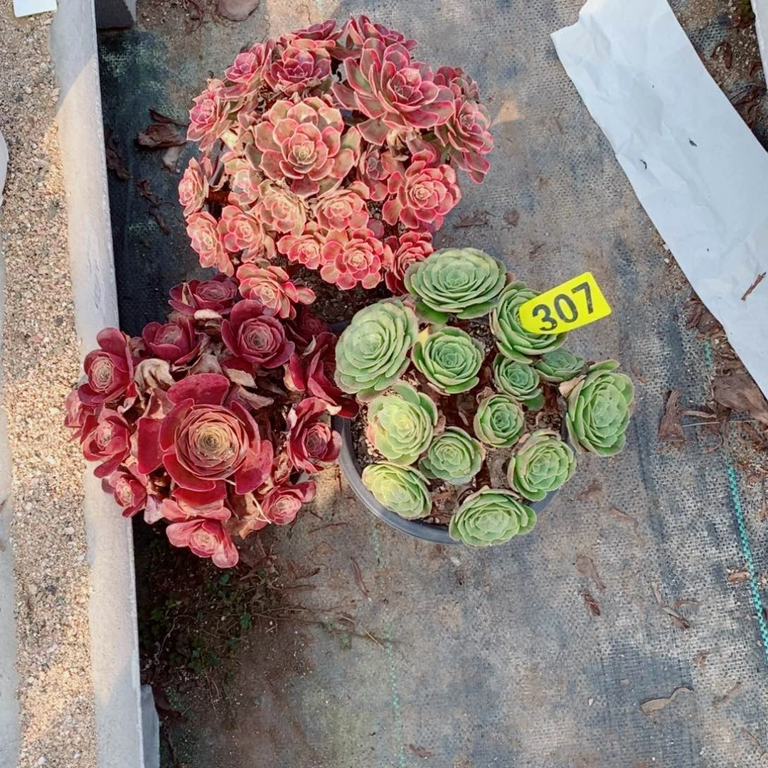 三颗组合多肉法师万圣夜307