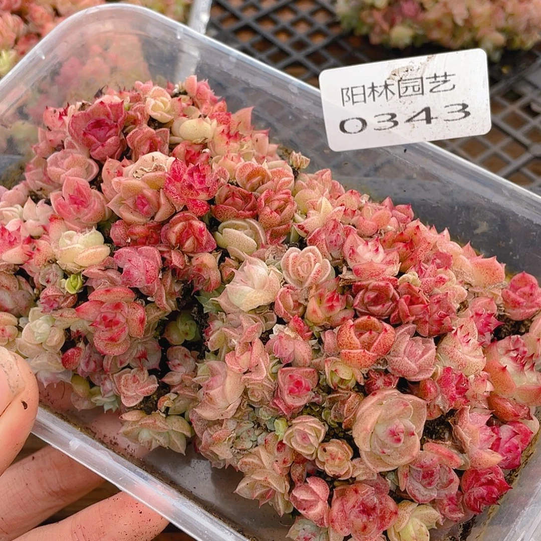 多肉植物多肉植物343