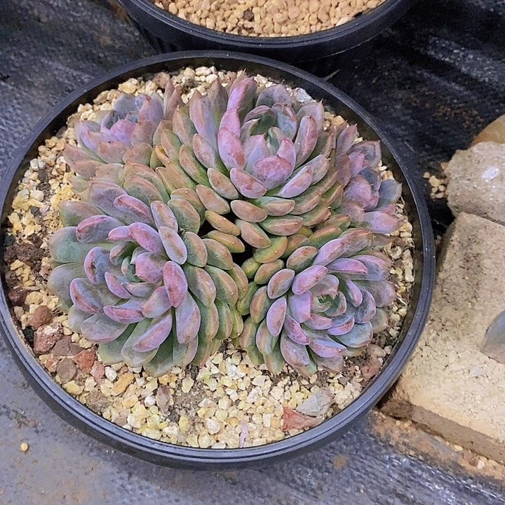 雪***3黑曼巴多肉植物群
