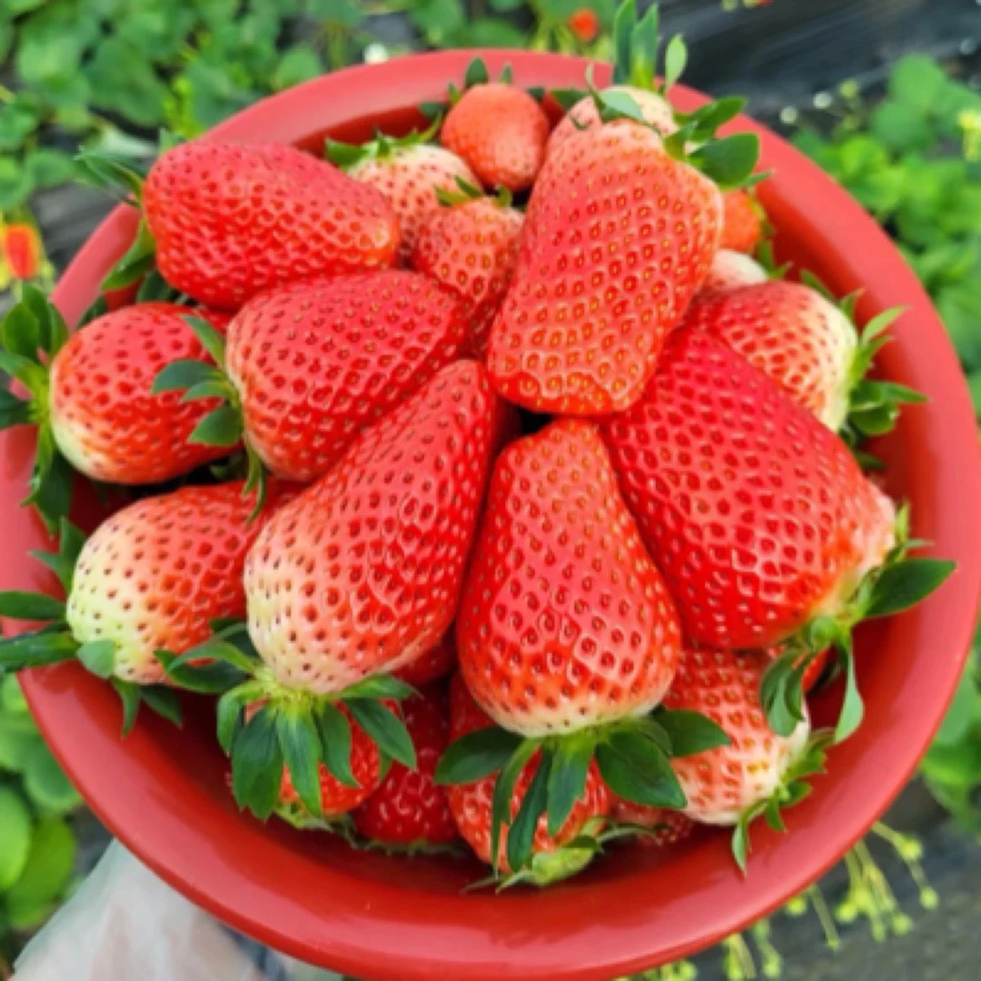 山东香甜甜宝草莓一盆（2斤装）