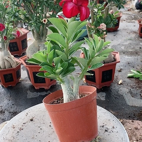 【闪购商品】无花朵芝*
