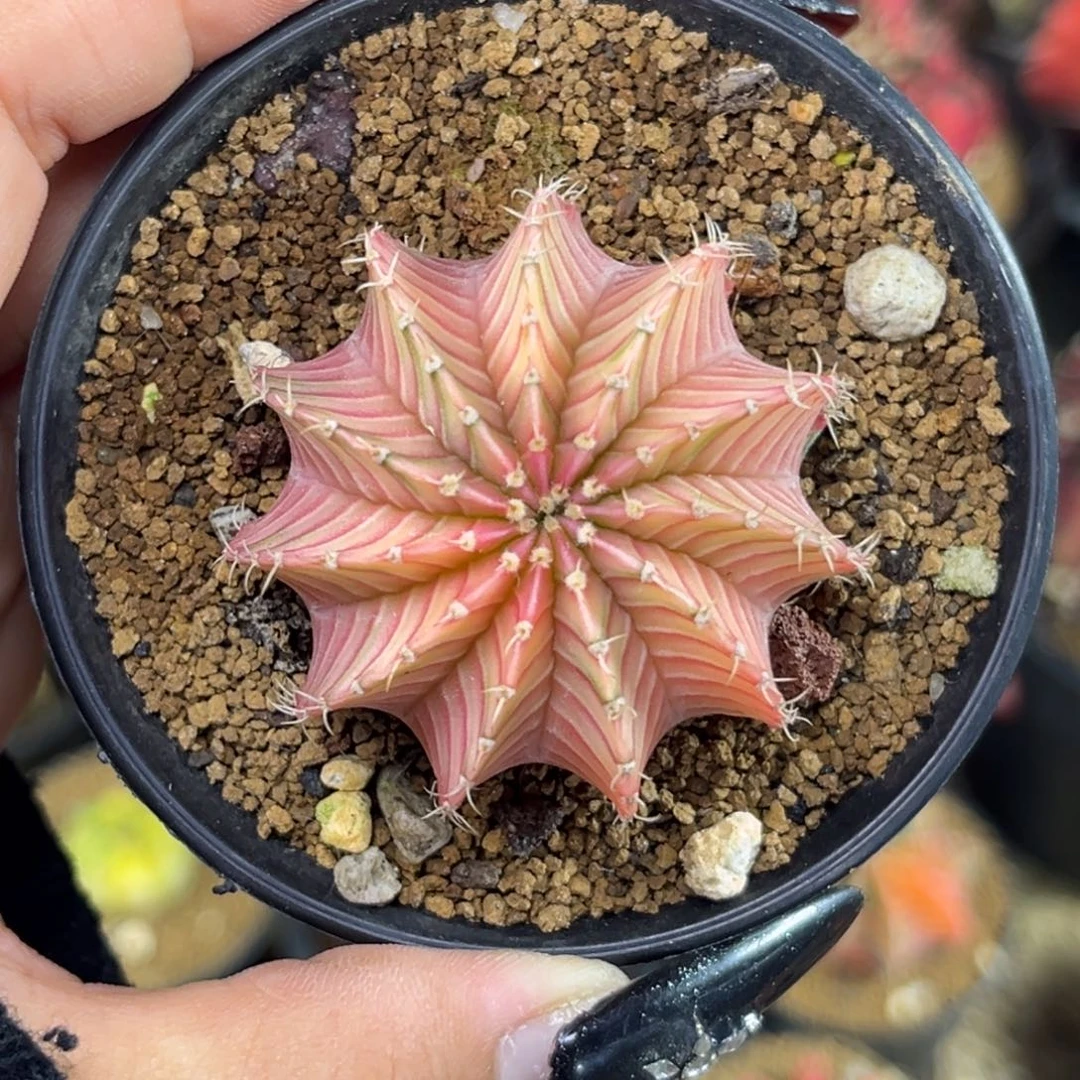 白雪公主 带盆土发货