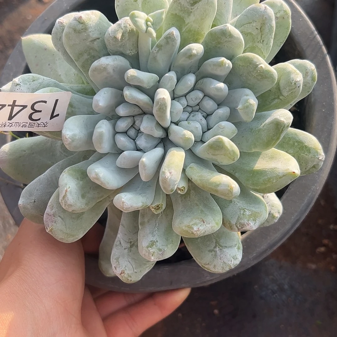 洪*圆叶拇指帕奇飞徒仙女杯多肉。