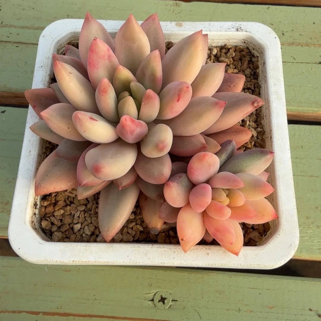 蜜桃啵啵锦上园艺一物一拍