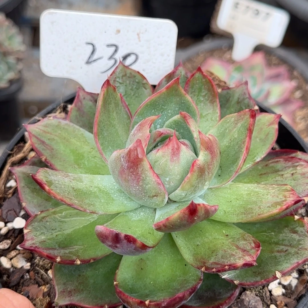 惊鸿一物一拍包装收缩花旱230