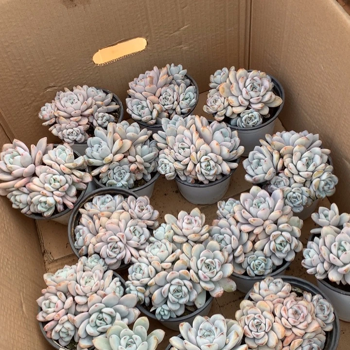 5头起群生星星雪多肉植物两单包邮