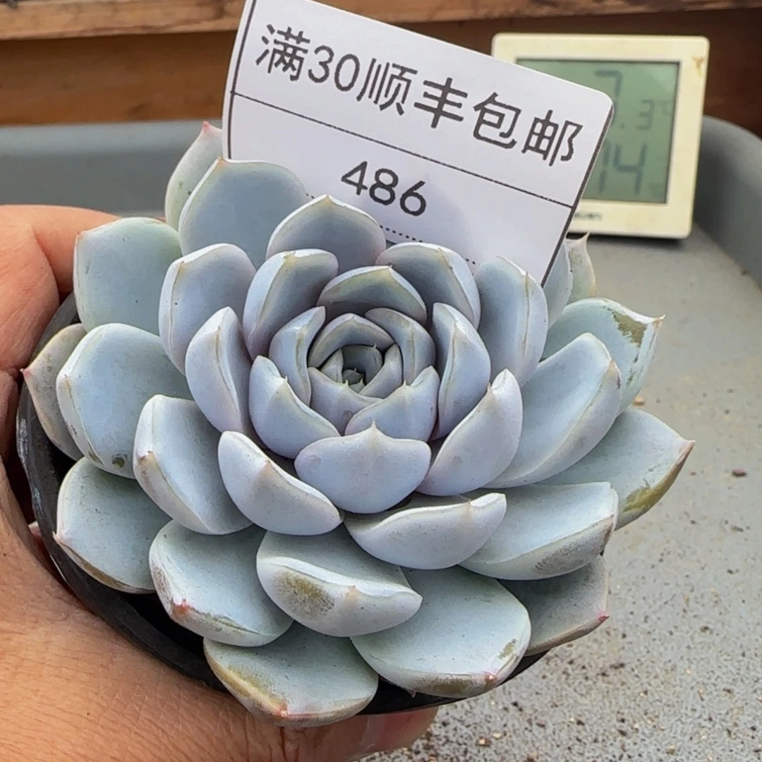 486汉堡多肉单头9cm