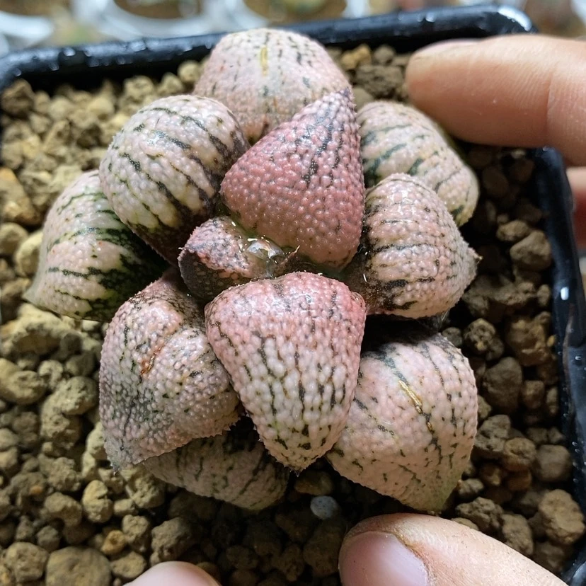 【闪购商品】25红孔雀