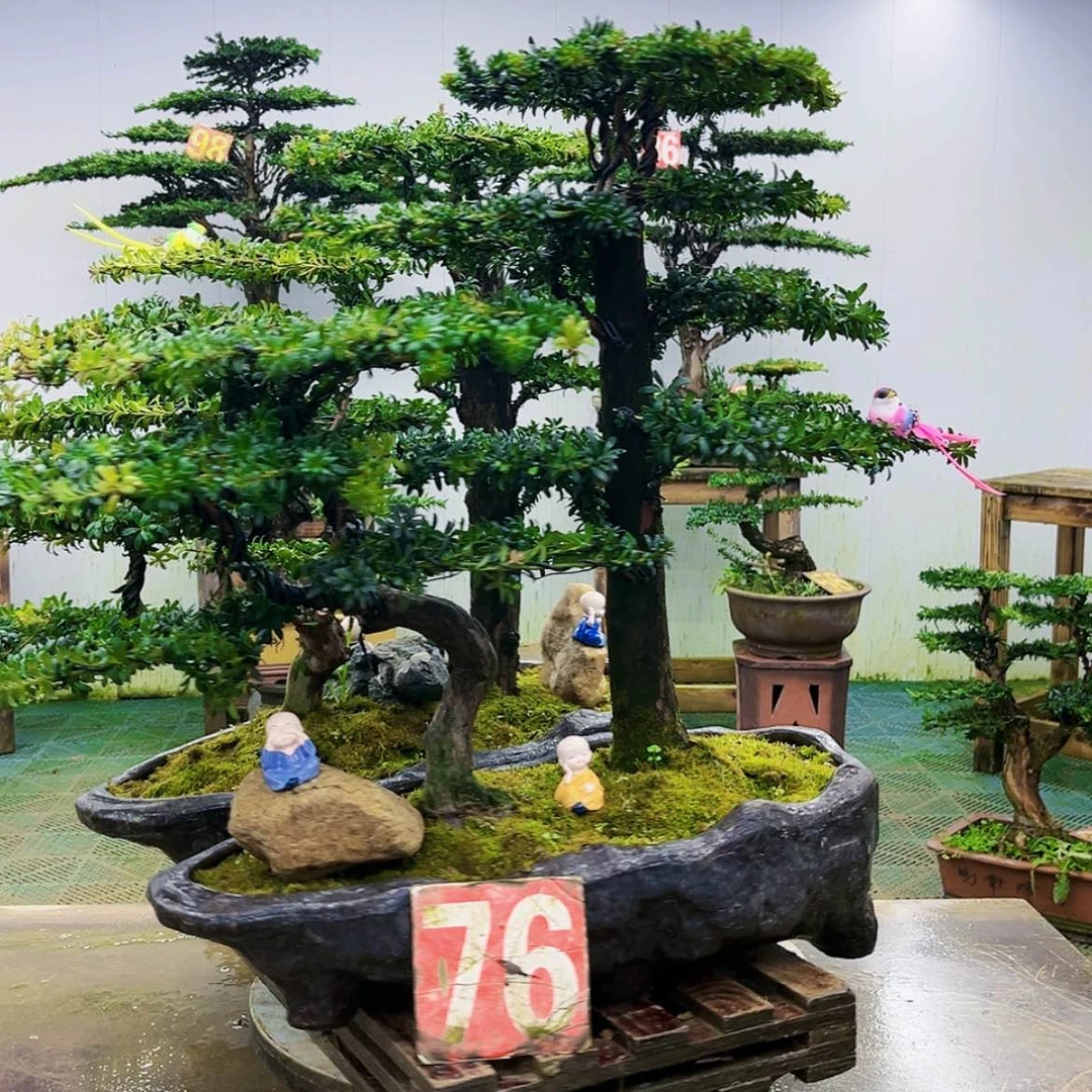 【闪购商品】无花朵