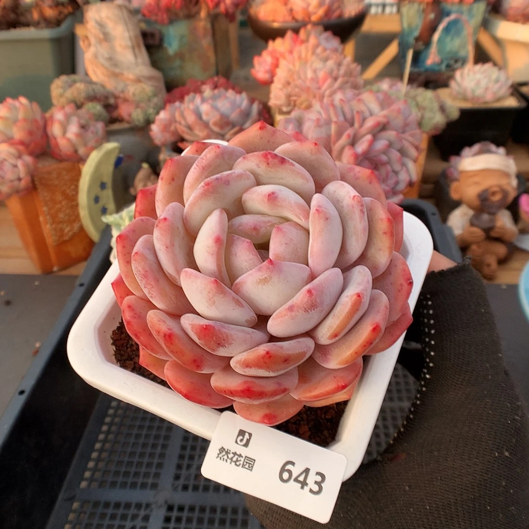643蒙克多肉植物3336