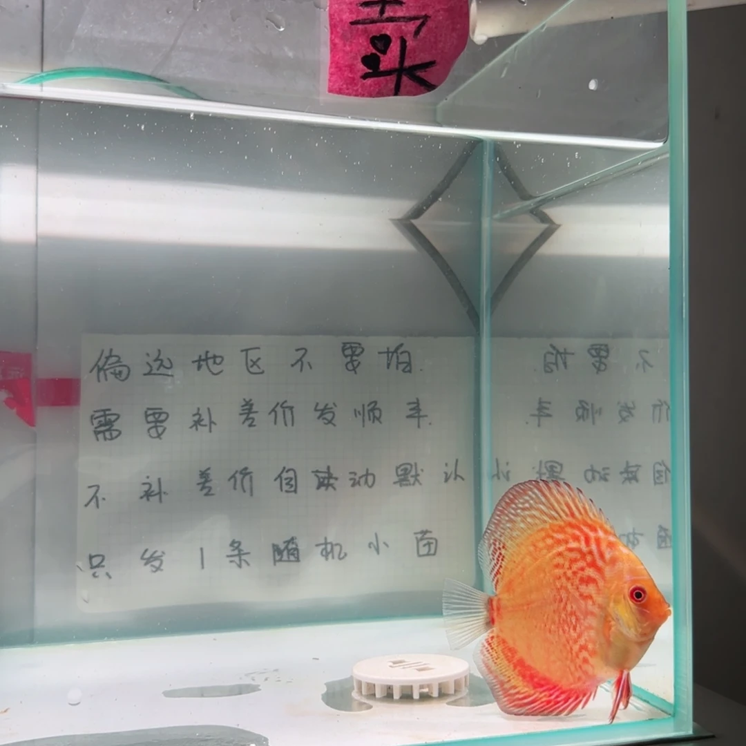 七彩神仙鱼全长8.10偏远地区不要拍