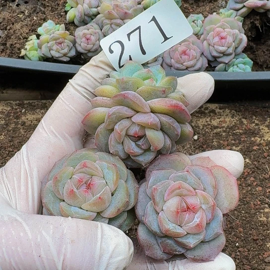 多肉植物多肉植物271