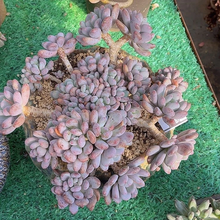 香香雪1688多肉植物