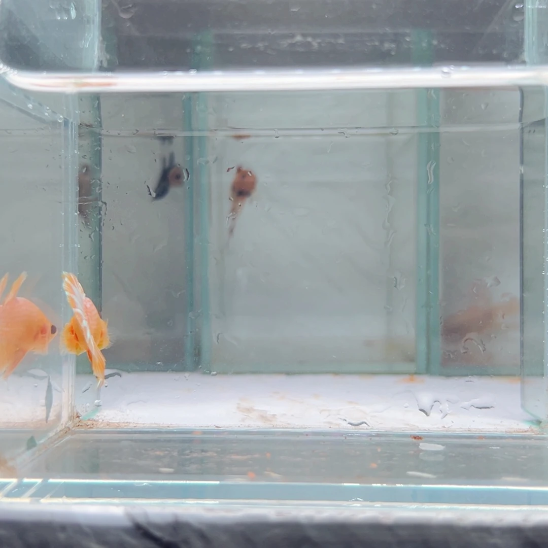 海水鱼热带鱼斗鱼2号