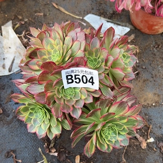 马*马一颗多肉法师植物