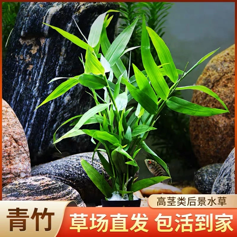 南美水榕青竹阴性水草净水增氧适合新手专用桌面造景植物水竹
