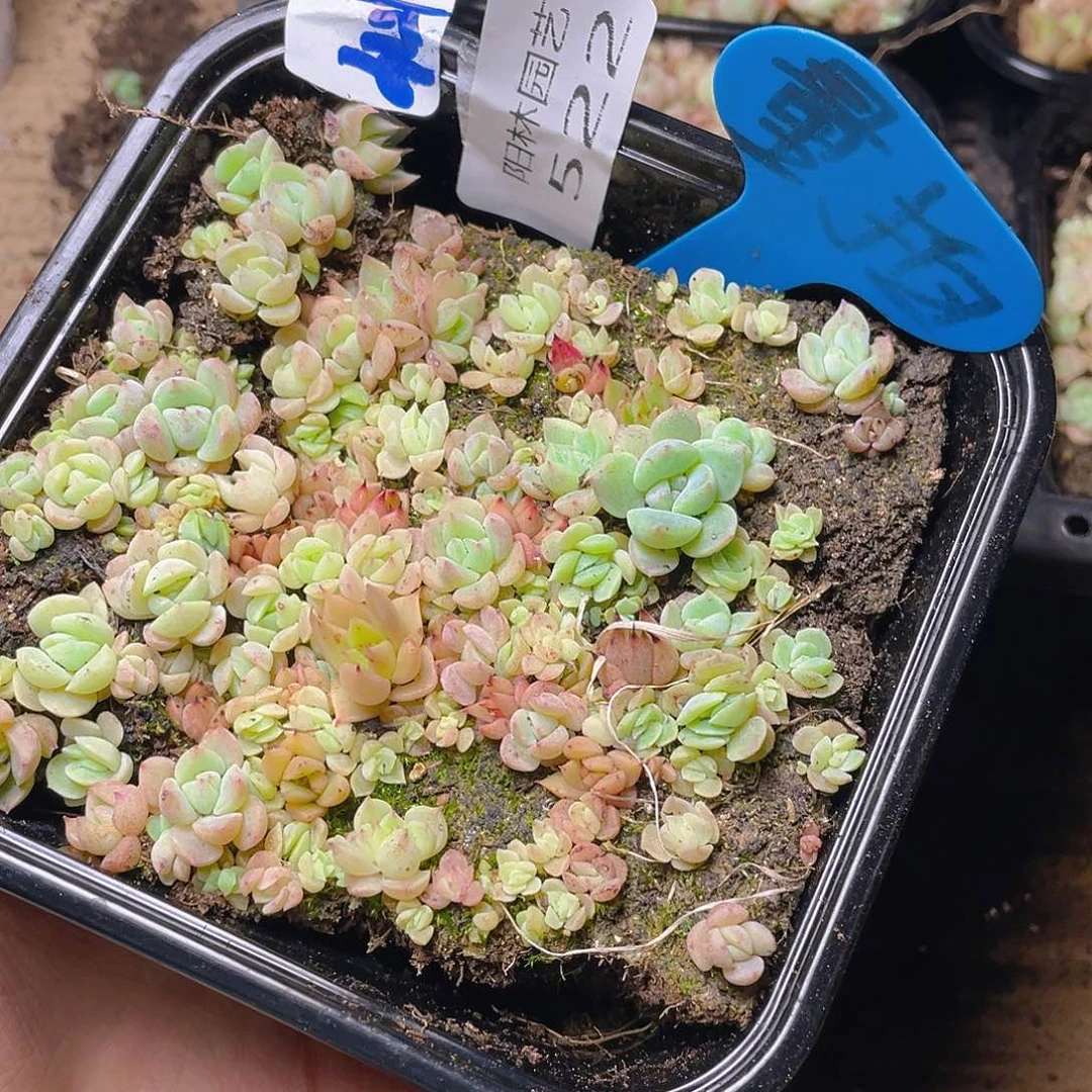 量拍多肉植物多肉植物522