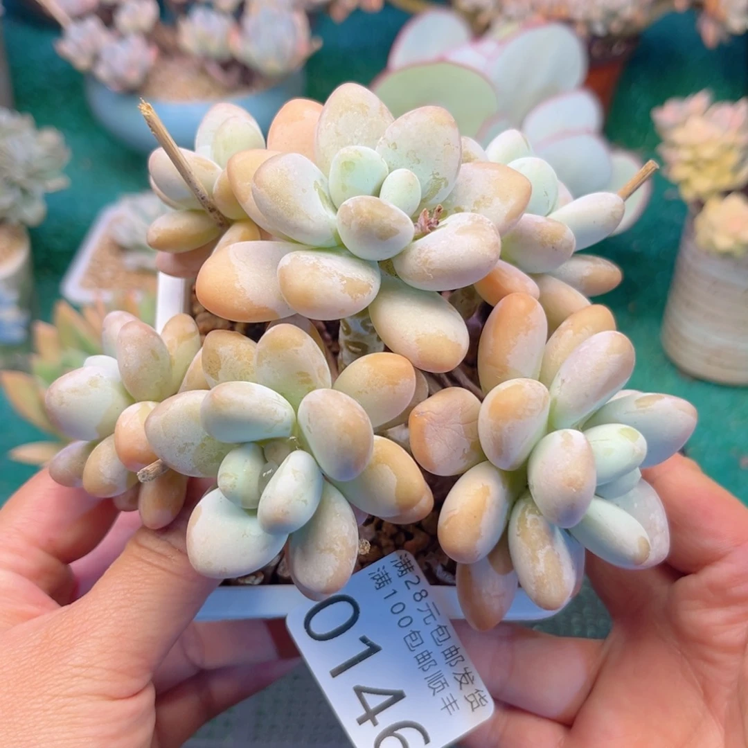 大0146；v xvv b n n n m