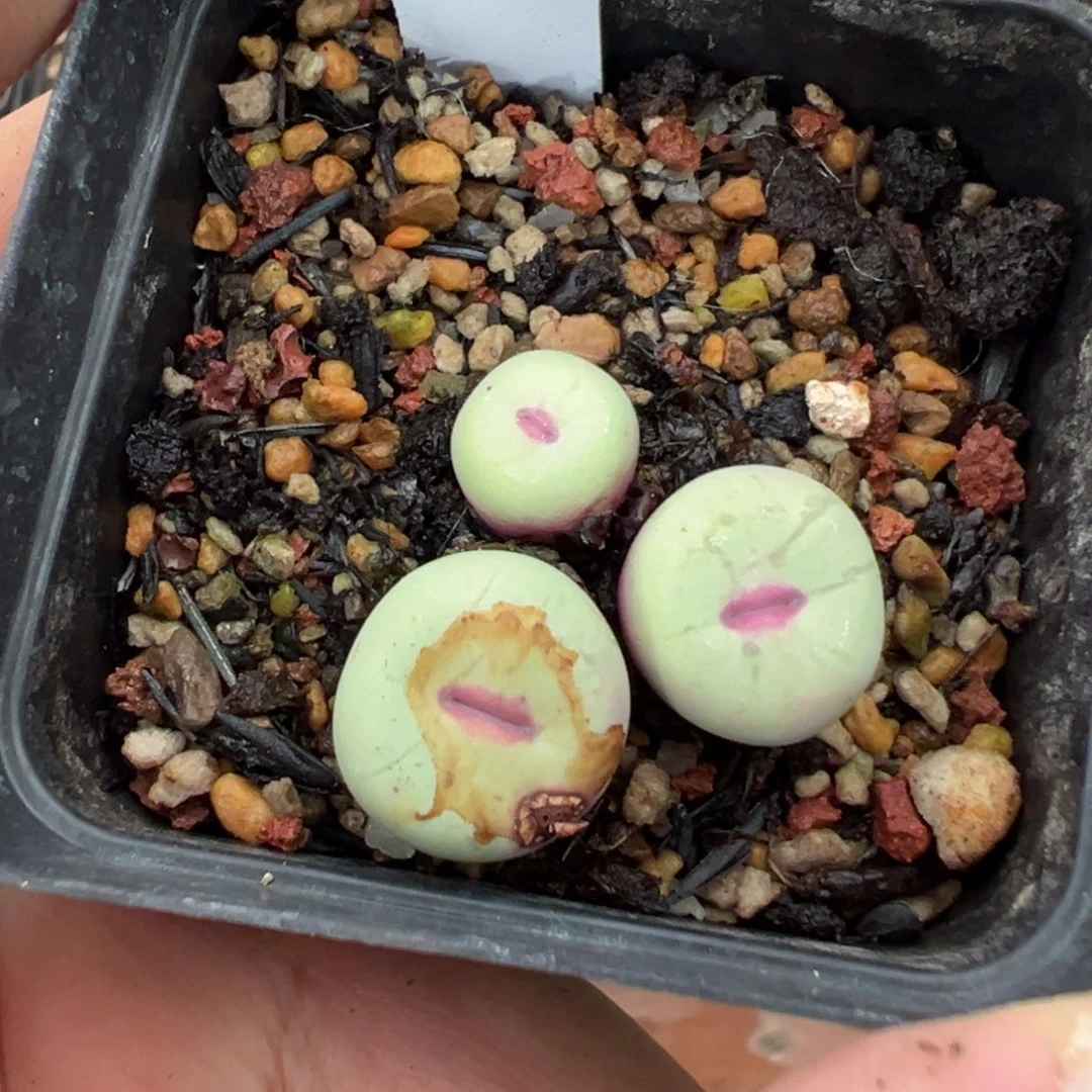 17-153肉锥多肉植物，