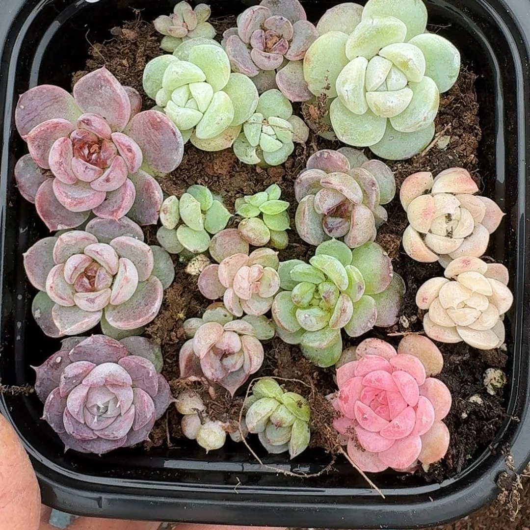 杂交新品珍妮多肉1924