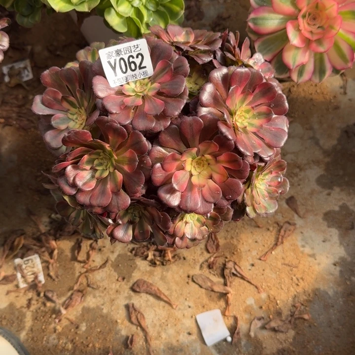 062越婵官服20左右2