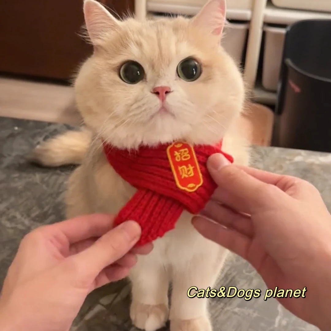 宠物新年针织围巾猫咪狗狗通用过年红色围脖秋冬保暖装饰小猫围巾