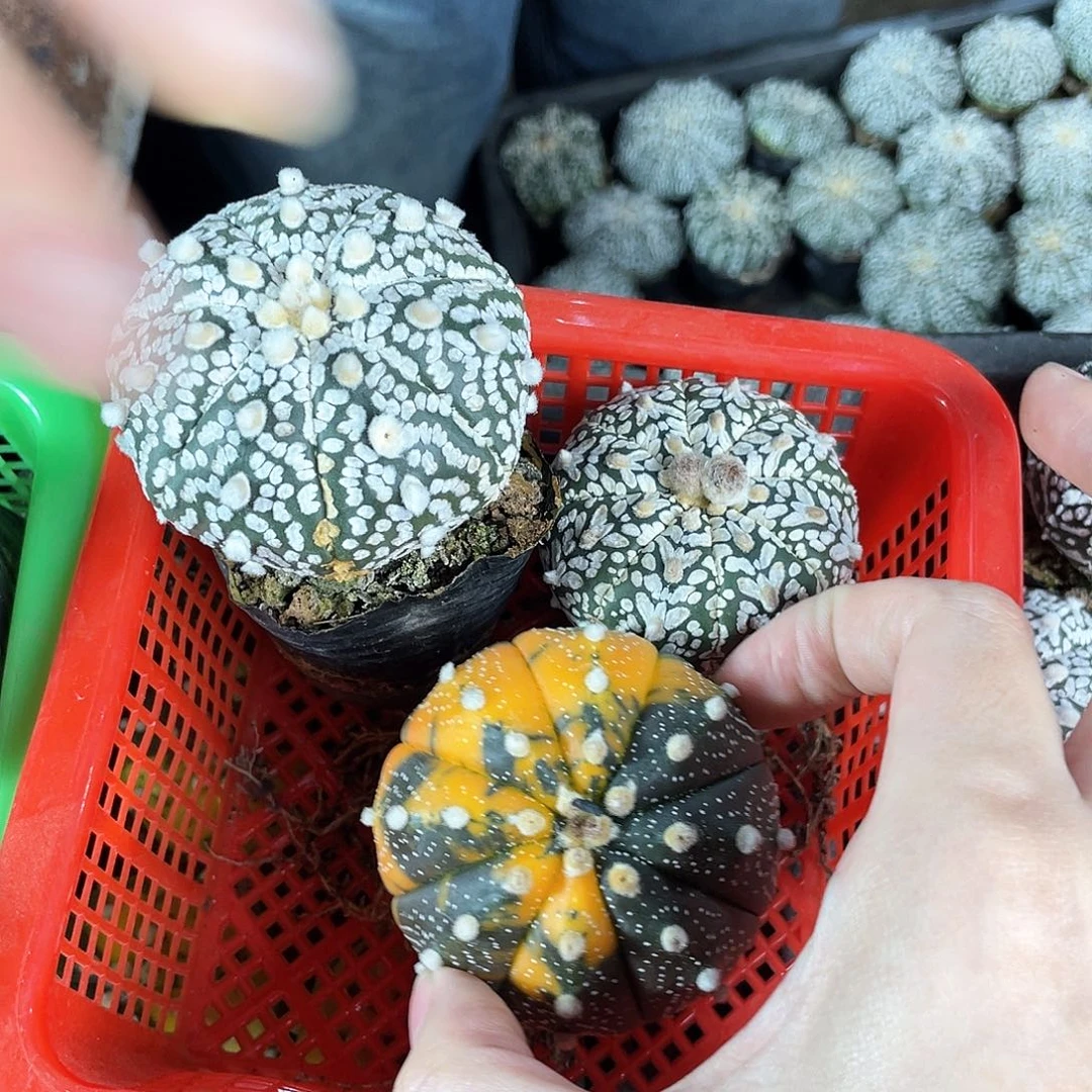 4cm起v兜1颗兜锦1浓白兜1颗