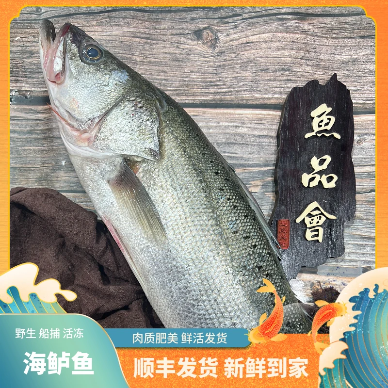 福建船捕【海鲈鱼】深海捕捞鲜活冰冻渔船直供新鲜到家