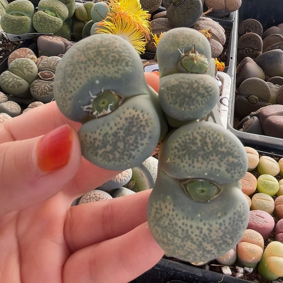 生石花一颗3头130