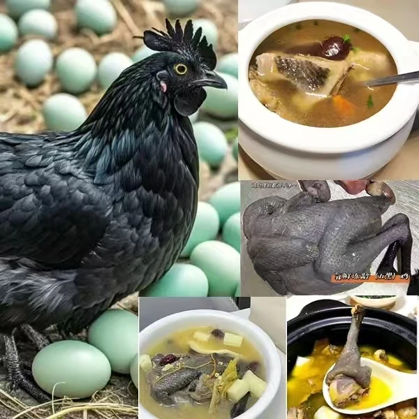 散养五黑鸡 肉质鲜美