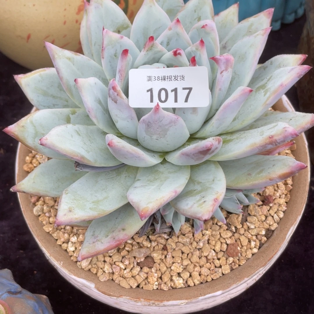 我***猫1017野卡群生多肉植物一物一拍