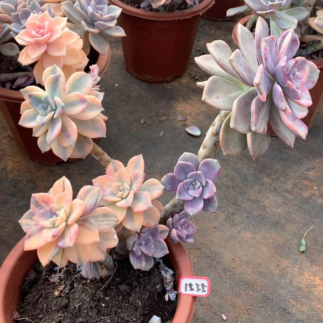 紫乐锦1535晓晓一物一拍