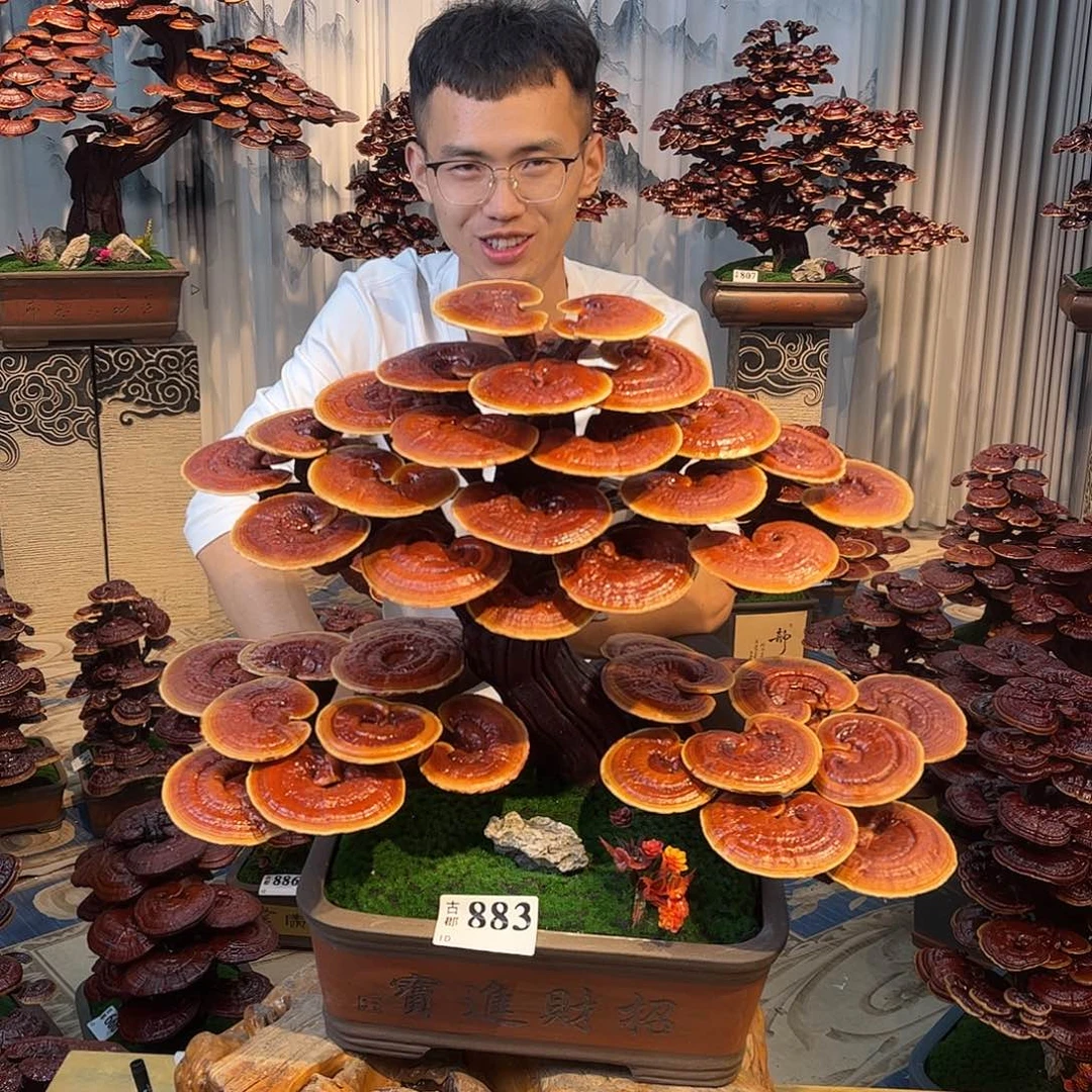 无花朵888888888888