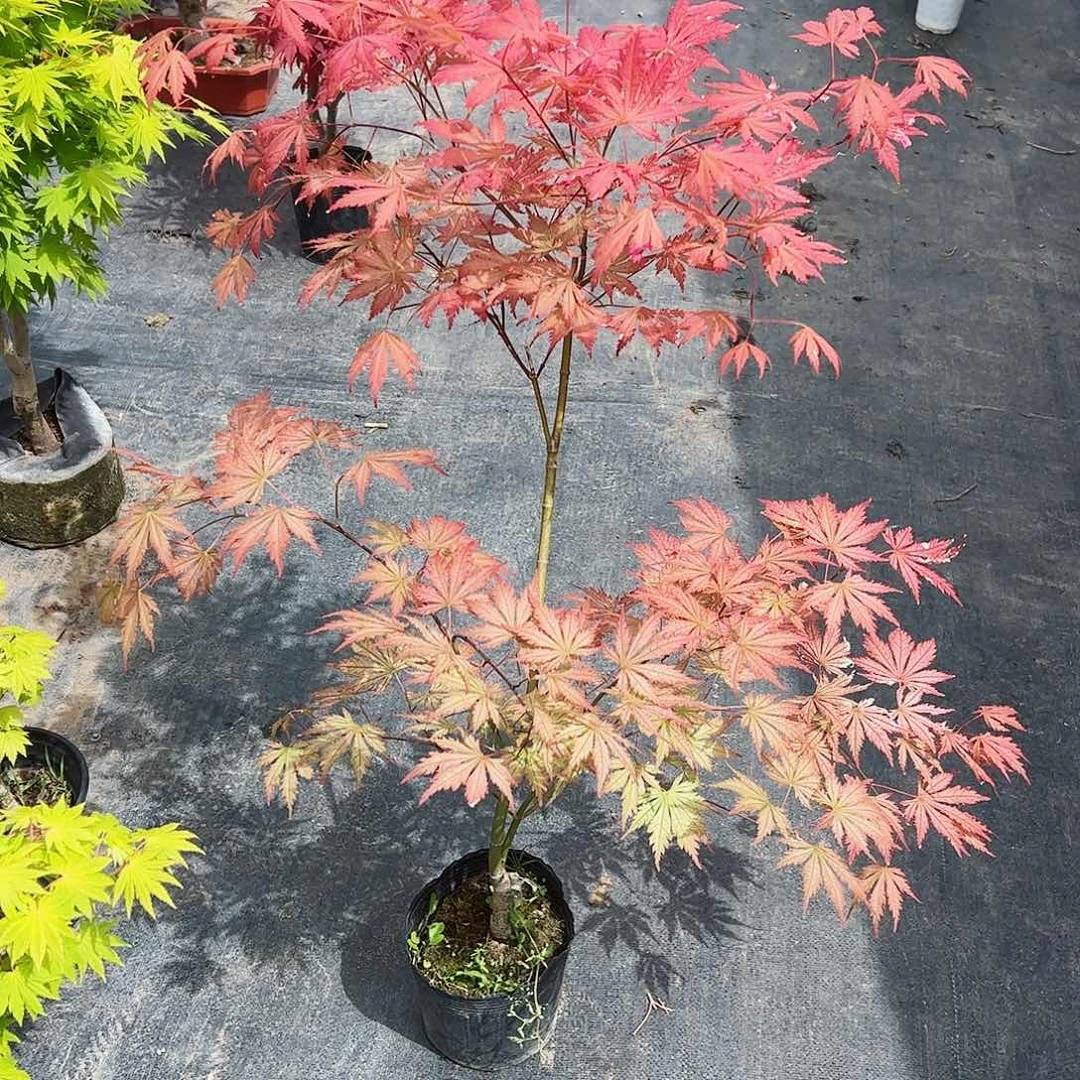 云**想枫树枫树枫树枫树