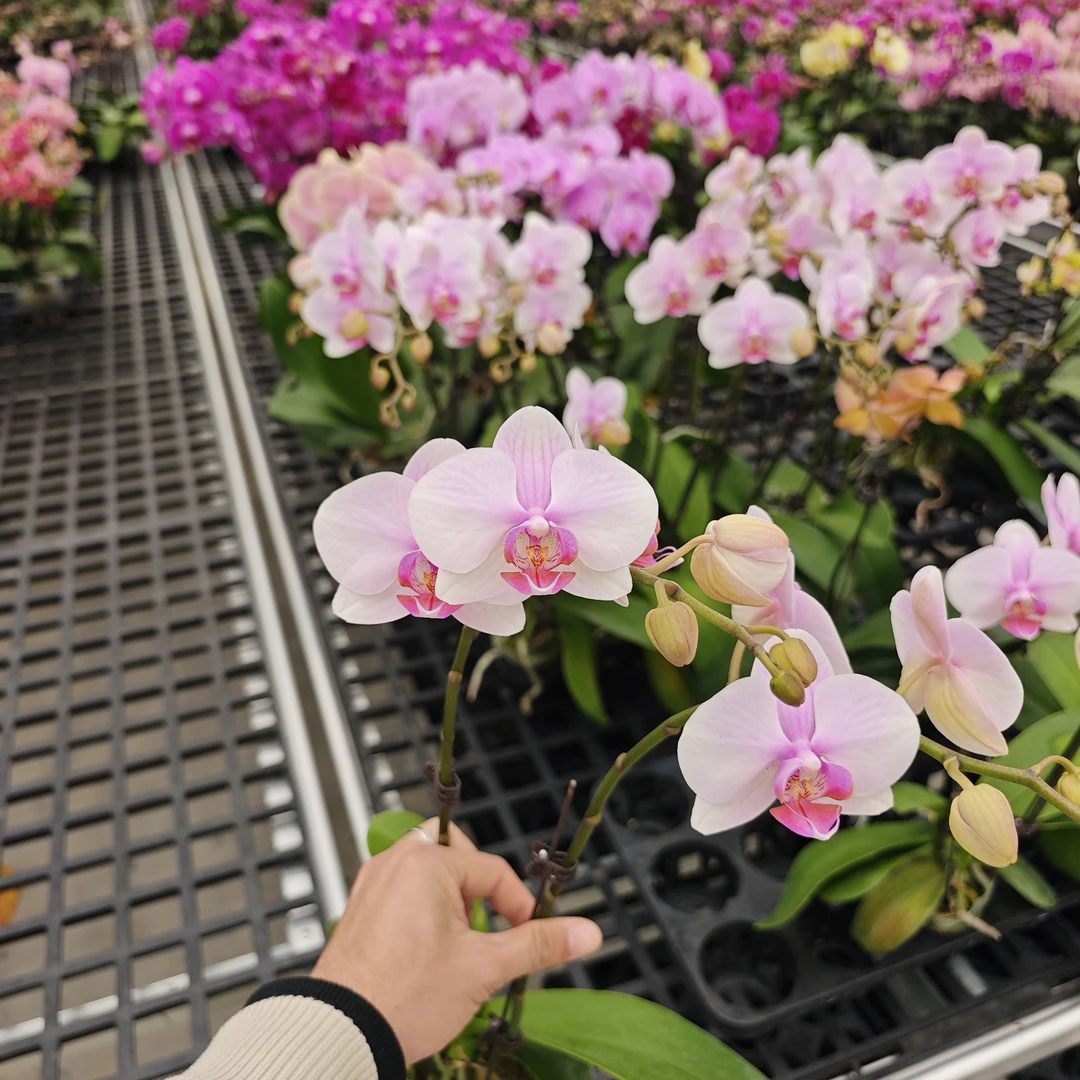 【夏娃】蝴蝶兰盆栽 欧品中花2.8寸杯带花带花苞直播基地直发