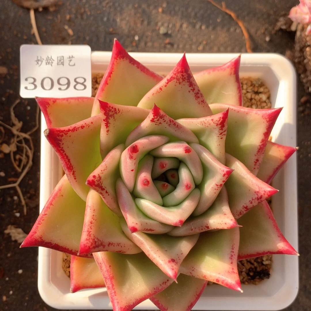 3098杂交多肉植物园