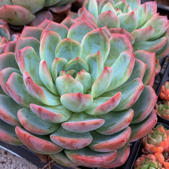 红鸾。